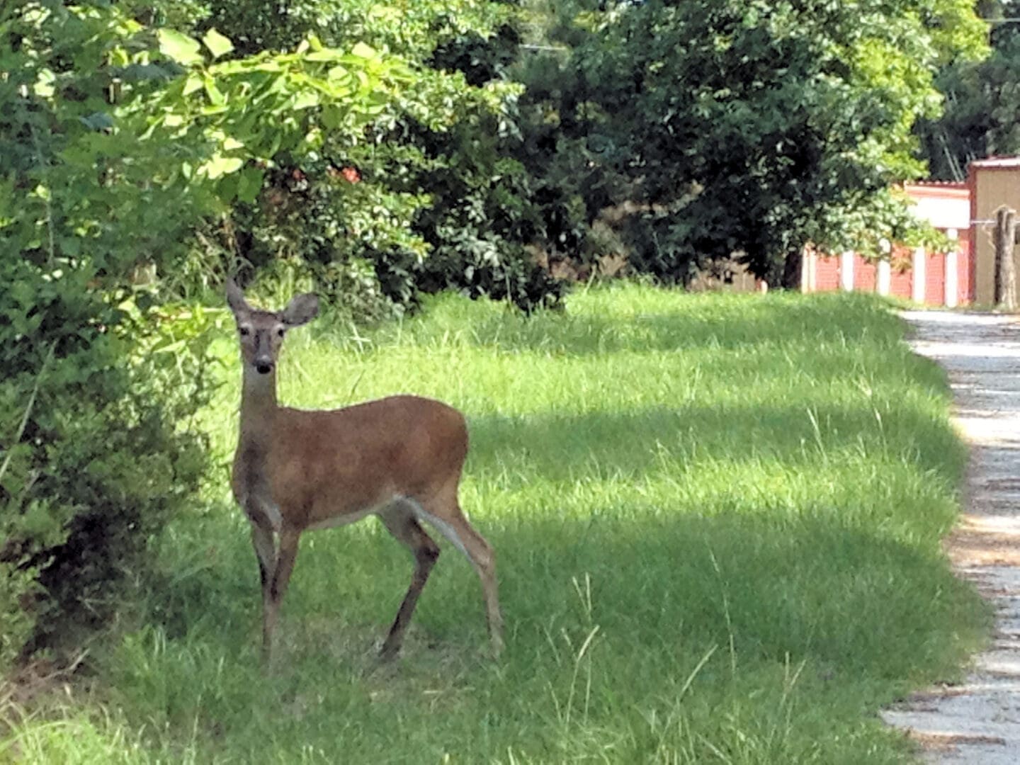 Doe looking toward camera in roadside grass