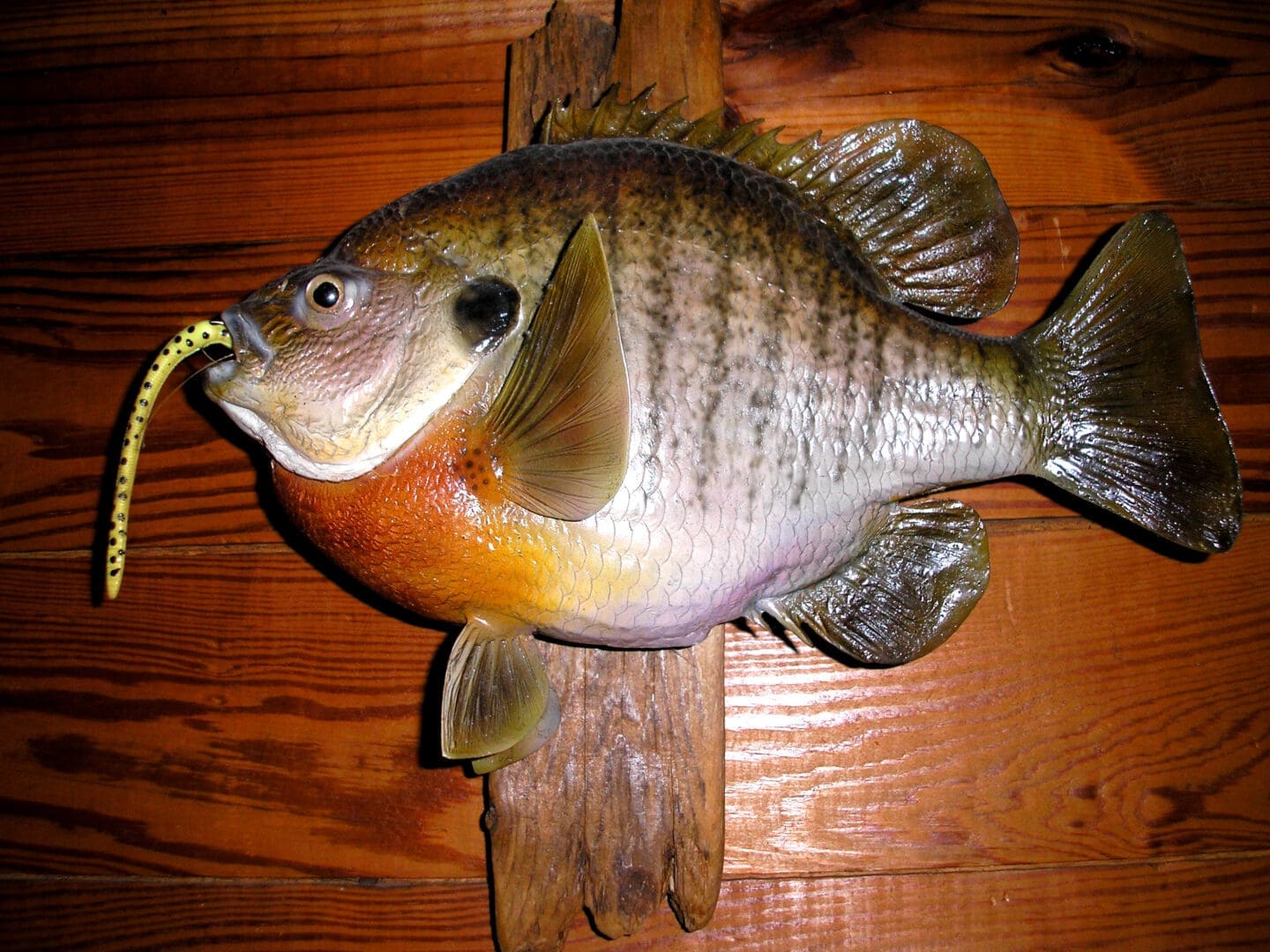 A fish is hanging on the wall of a room.