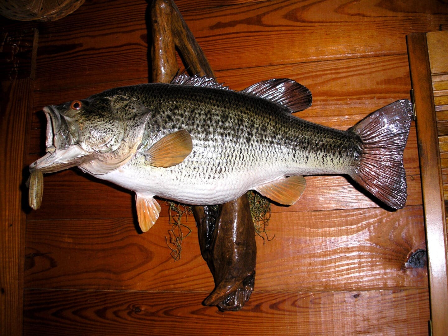 A fish is on the floor with its mouth open.